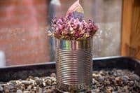 Plant Pots – Box of 24 | Small Metal Plant Pots Made from Tin Cans