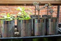 Plant Pots – Box of 48 | Small Metal Plant Pots Made from Tin Cans