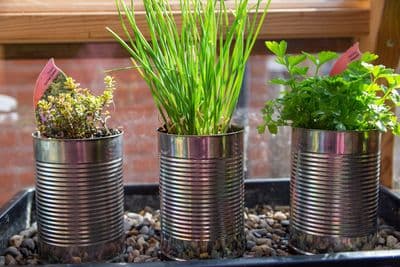 Tin Can Plant Pot - Box of 24