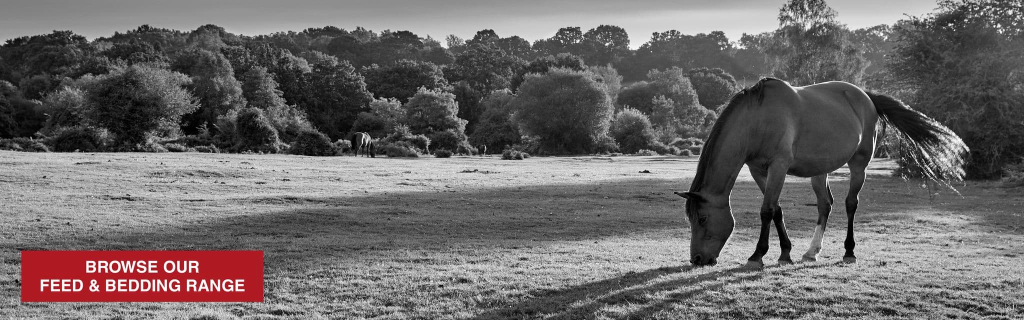 Browse our feed range