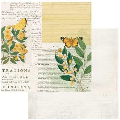 49 and Market 12x12 Curator's Botanical - Natural History