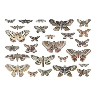 Tim Holtz® Idea-Ology™ - Transparencies, Halloween Moths