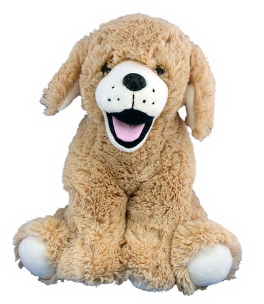 Goldie the Labrador