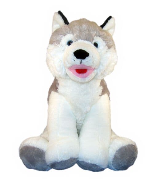 Husky Dog
