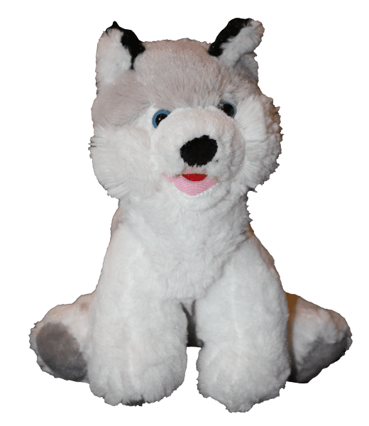 Husky Dog - 8