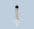 2ml manual syringe assembly luer slip MS402L-1G Adhesive Dispensing Ltd