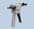 ABM-50M1 Manual Cartridge Dispenser Gun 50ml 1:1 2:1 Adhesive Dispensing Ltd