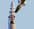 Air Operated Needle Microshot Valve Stainless Steel TS5440 adhesive dispensing