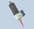 Air Operated Teflon Diaphragm Valve Part AD5622VT Adhesive Dispensing