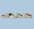Glass Filled Large Spatula 1275-000-002 Adhesive Dispensing Ltd Techcon
