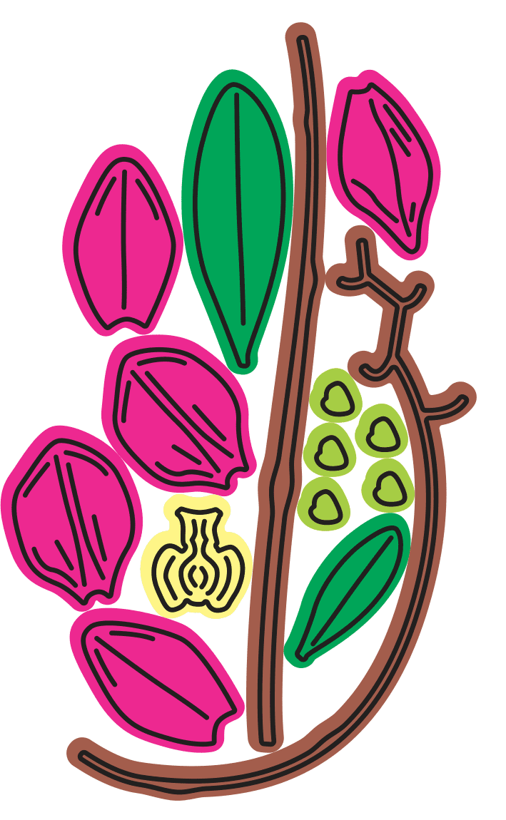 B280~ ORCHID ~ Cheery Lynn Designs die