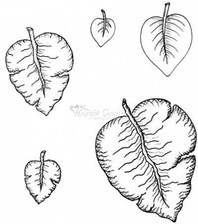 HCPC 3376 ~ DISTRESSED LEAVES ~ DISCONTINUED ~ HEARTFELT CREATIONS stamps