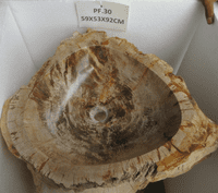 Impressive Petrified ( Fossilised) Wood Pedestal Sink (PF.030) @ approx W:59cm x D:53cm x H:92cm