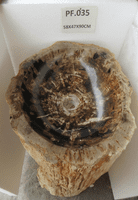 Prehistoric Petrified ( Fossilised) Wood Pedestal Sink (PF.035) @ approx W:58cm x D:47cm x H:90 cm