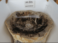 Prehistoric Petrified ( Fossilised) Wood Pedestal Sink (PF.035) @ approx W:58cm x D:47cm x H:90 cm