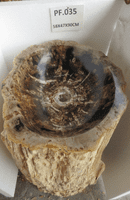 Prehistoric Petrified ( Fossilised) Wood Pedestal Sink (PF.035) @ approx W:58cm x D:47cm x H:90 cm