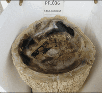 Primeval Petrified ( Fossilised) Wood Pedestal Sink (PF.036) @ approx W:53cm x D:47cm x H:88cm