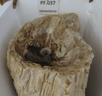 Primitive Petrified (Fossilised) Wood Pedestal Sink (PF.037) @ approx W:58cm x D:46cm x H:90 cm