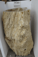 Primitive Petrified (Fossilised) Wood Pedestal Sink (PF.037) @ approx W:58cm x D:46cm x H:90 cm