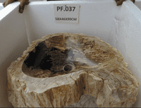 Primitive Petrified (Fossilised) Wood Pedestal Sink (PF.037) @ approx W:58cm x D:46cm x H:90 cm