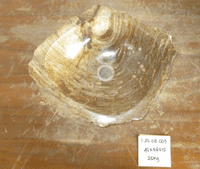 Sumptuous Petrified Wood Sink approx 45 cm x  38cm  x 15 cm (Sink F.25.08.003)