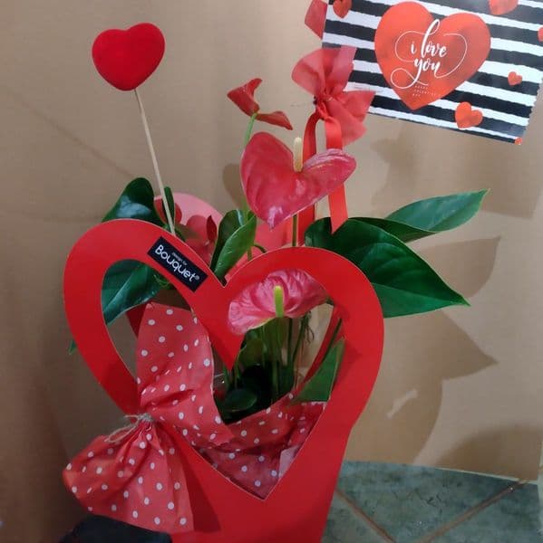 ΦΥΤΟ ΑΝΘΟΥΡΙΟ ΜΕ ΚΑΡΤΑ