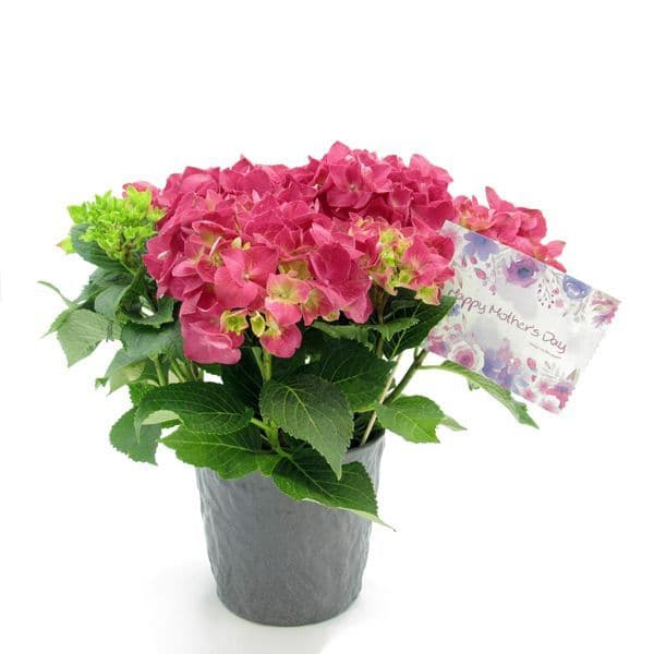 Ροζ ορτανσια μεσα σε γκρι κασπο