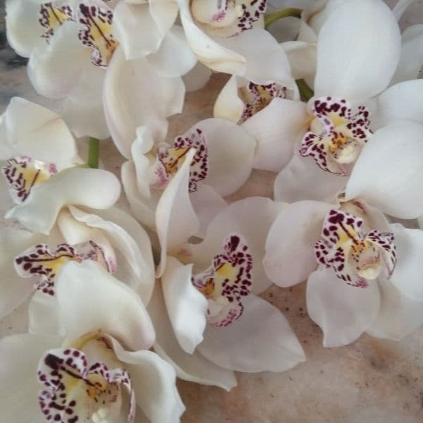 ΜΠΟΥΚΕΤΟ ΜΕ ΣΥΜΠΙΝΤΙΟΥΜ ΟΡΧΙΔΕΕΣ