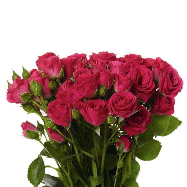 Μπουκετο με κίτρνες τουλίπες .