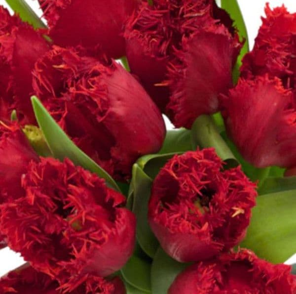 Μπουκέτο με 10 κόκκινες τουλίπες INDIANA