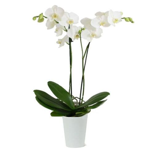 ΔιπλΗ ορχιδεα ΦΑΛΑΙΝΟΨΙΣ σε κασπο