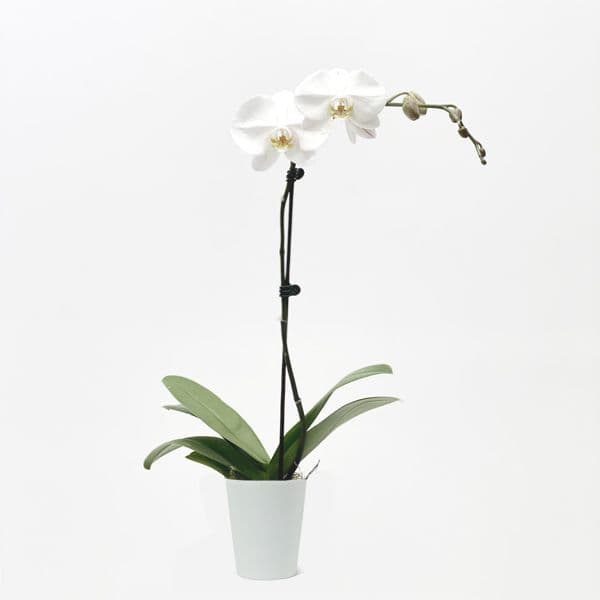 Μονή λευκή ορχιδέα Φαλαινόψις σε κασπό