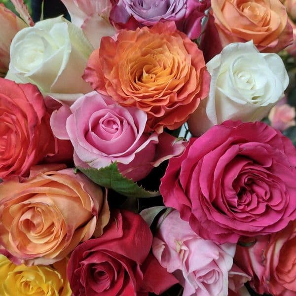 ΜΠΟΥΚΕΤΟ ΜΕ 15 ΧΡΩΜΑΤΙΣΤΑ ΤΡΙΑΝΤΑΦΥΛΛΑ