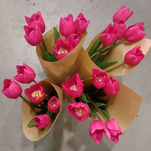 Μπουκετο με 20 τουλιπες φούξια - Bouquet of 20 tulips