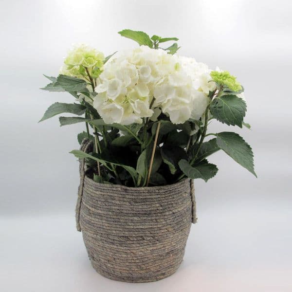 Ορτανσία μέσα σε καλάθι για τη γιορτή της μητέρας. Χαρίστε της ένα χαμόγελο.