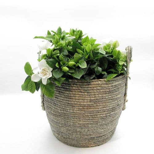 Γαρδενια μεσα σε καλαθι