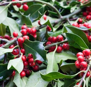 Χριστουγεννιάτικο μπουκέτο με ου