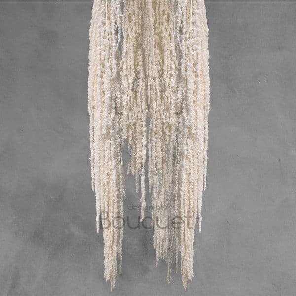 ΦΥΣΙΚΟΣ ΔΙΑΤΗΡΗΜΕΝΟΣ ΚΡΕΜΑΣΤΟΣ ΑΜΑΡΑΝΘΟΣ