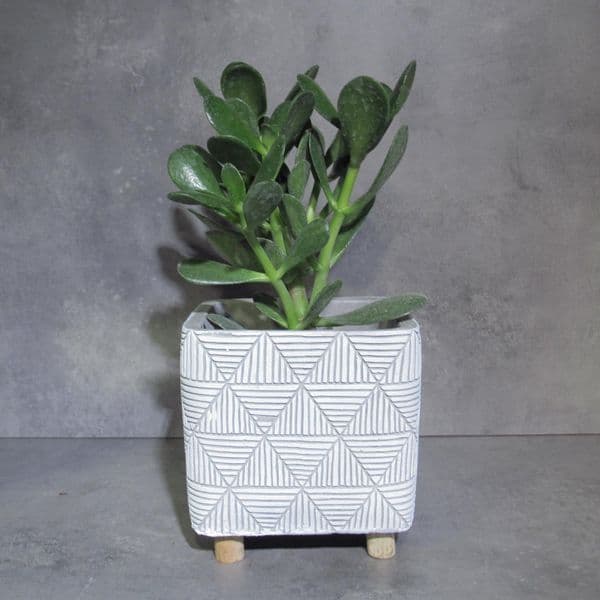 Κρασσούλα - Crassula Ovata μέσα σε κεραμικό κασπό