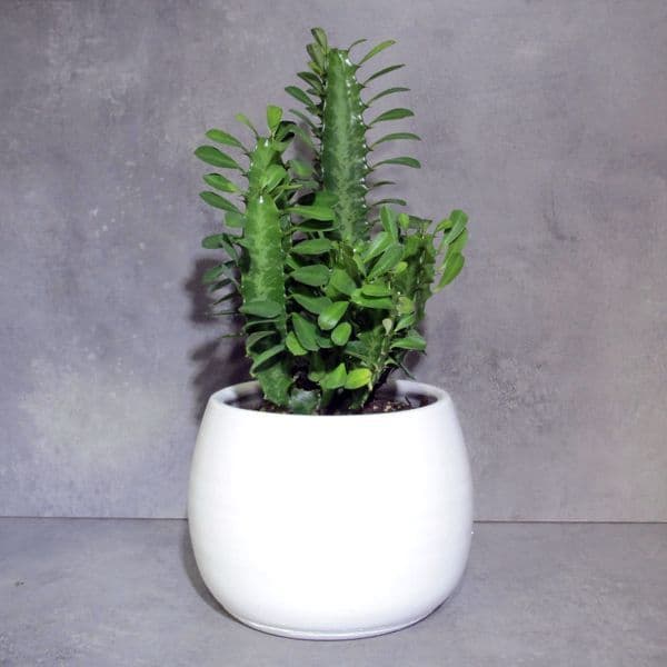 Ευφόρμπια Εριτρέα - Euforbia Eritrea μέσα σε κεραμικό κασπό