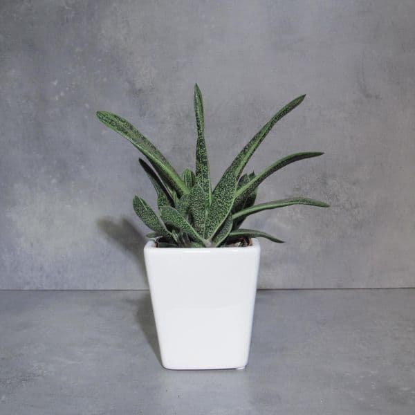 Γαστέρια - Gasteria Little Warty μέσα σε κεραμικό κασπό