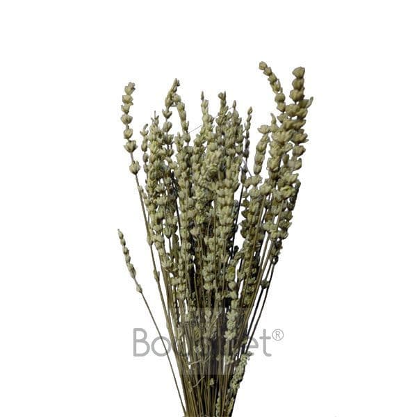 ΠΡΑΣΙΝΕΣ ΚΕΡΩΜΕΝΕΣ ΛΕΒΑΝΤΕΣ ΜΑΤΣΟ / GREEN PRESERVED LAVENDERS BUNCH