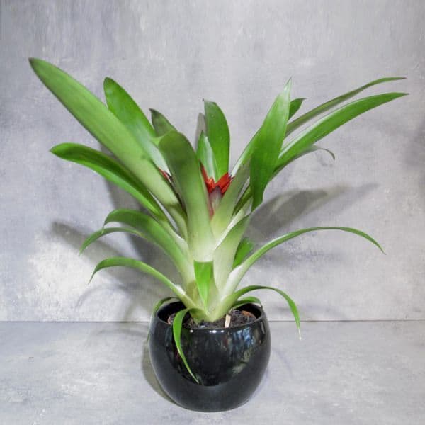 Γκουσμάνια - Guzmania μέσα σε κεραμικό κασπό.