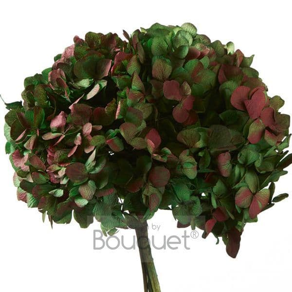 ΚΕΡΩΜΕΝΕΣ ΟΡΤΑΝΣΙΕΣ ΠΡΑΣΙΝΟ KOKKINO / PRESERVED HYDRANGEAS GREΕN RED