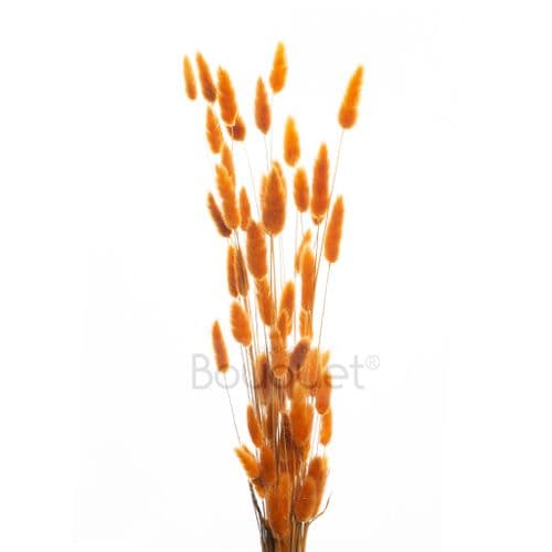 ΠΟΡΤΟΚΑΛΙ LAGURUS / NATURAL BURNT ORANGE LAGURUS