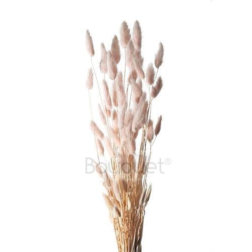 ΑΠΑΛΟ ΡΟΖ LAGURUS / NATURAL LIGHT PINK LAGURUS