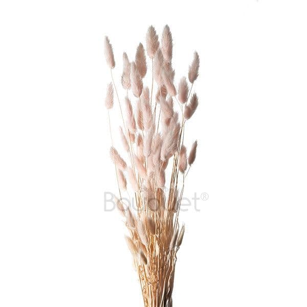 ΑΠΑΛΟ ΡΟΖ LAGURUS / NATURAL LIGHT PINK LAGURUS