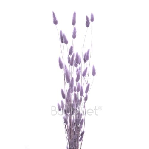 ΛΙΛΑ LAGURUS / NATURAL LILAC LAGURUS