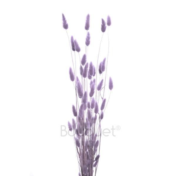 ΛΙΛΑ LAGURUS / NATURAL LILAC LAGURUS