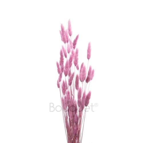 ΡΟΖ LAGURUS / NATURAL PINK LAGURUS
